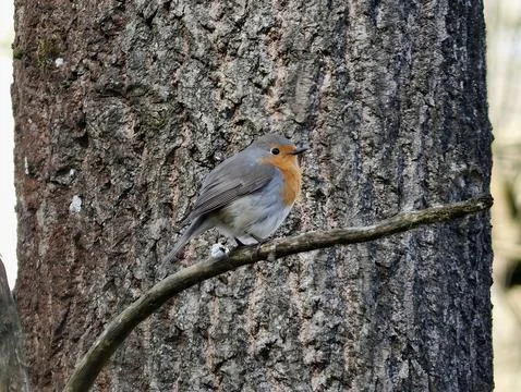 Vigilant Robin Perched On Sturdy Tree Trunk Showcasing Vivid Orange Colorin.. Stock Photos