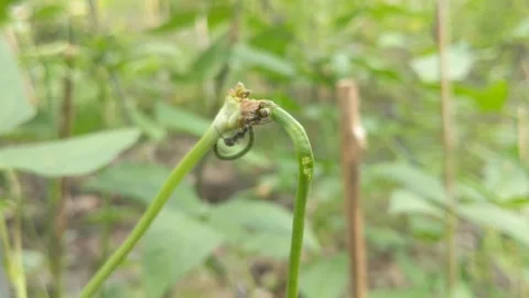 Vigna form Stock Footage 285616248