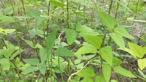 Vigna form Stock Footage 285616254