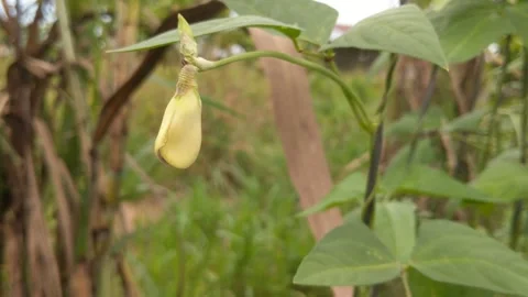 Vigna form Stock Footage 285616266