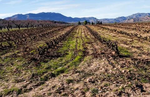 Vignard rows with dormant vines and mountains in countryside Фото