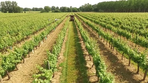 Vigne et tracteur de dos Stock Footage