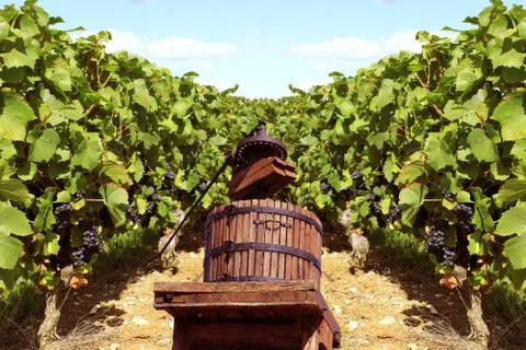 Vignes Stock Photos