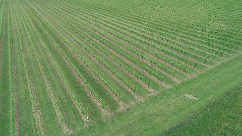 Vigneto infinito Stock Footage 129826007