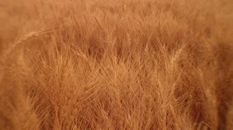 Vignette Dreamy Wheat Feild with slight Breeze Stock Footage 10726425