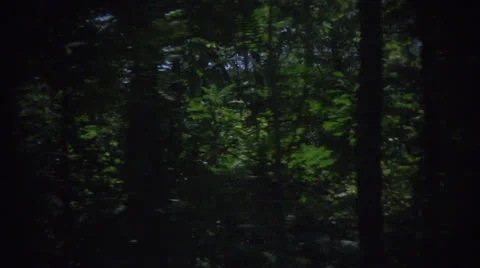 Vignette POV Slow Motion Driving Past Trees HD Video Stock Footage 24631936