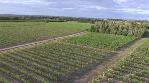Vignoble Montbazziac Stock Footage 62120716
