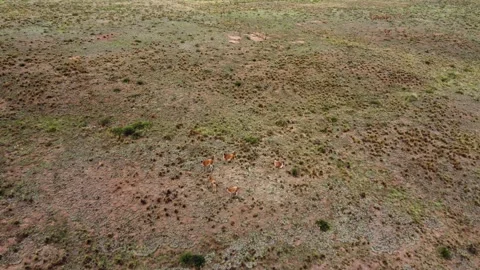 Vigogne Video stock 245479995