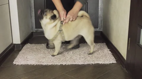 Vigorous, active pug dog dressing harness to go for a walk. Can't wait toilet 스톡 동영상 96270970