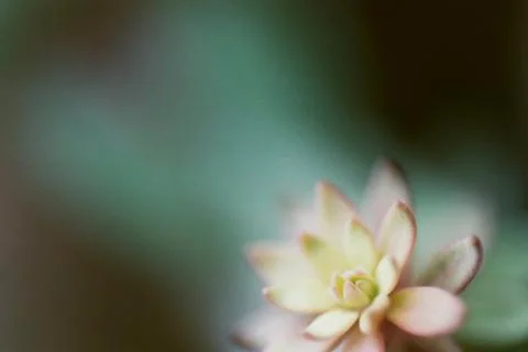 Vigorous Stock Photos