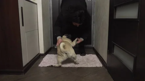 Vigorous pug dog dressing with problem. Can't wait to go for a walk. Bad owner 스톡 동영상 96270797