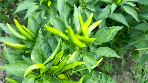 The vigorously growing green pepper Stock Footage 247954369