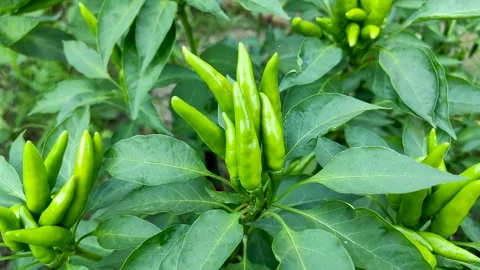 The vigorously growing green pepper Stock Footage 247954376