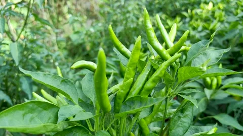 The vigorously growing green pepper Stock Footage 247954387