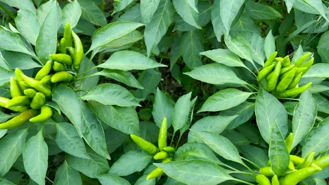 The vigorously growing green pepper Stock Footage 247954393