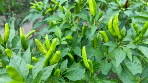 The vigorously growing green pepper Stock Footage 247954394
