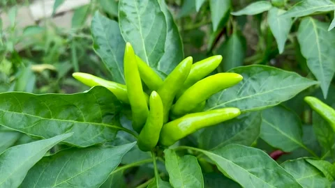 The vigorously growing green pepper Stock Footage 247954402