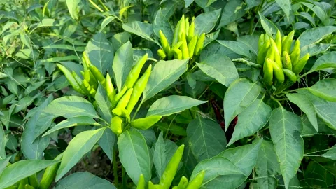 The vigorously growing green pepper Stock Footage 247954407