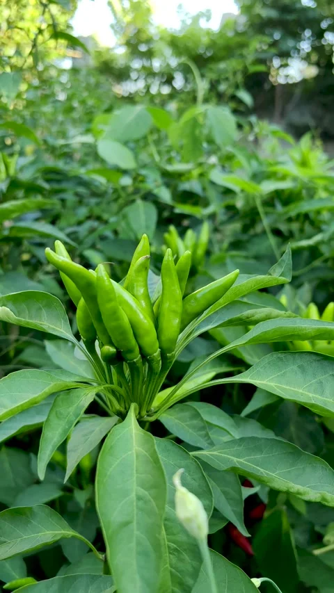 The vigorously growing hot pepper Stock Footage 247954217
