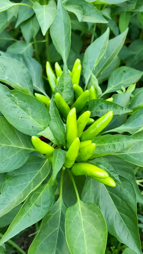 The vigorously growing hot pepper Stock Footage 247954223