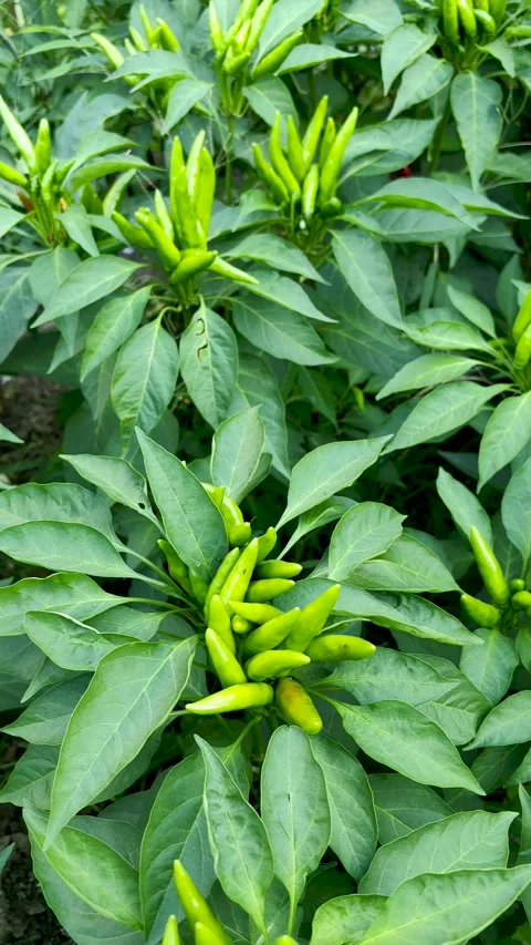 The vigorously growing hot pepper Stock Footage 247954227