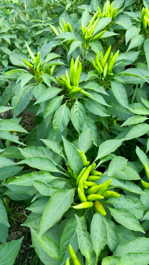 The vigorously growing hot pepper Stock Footage 247954231