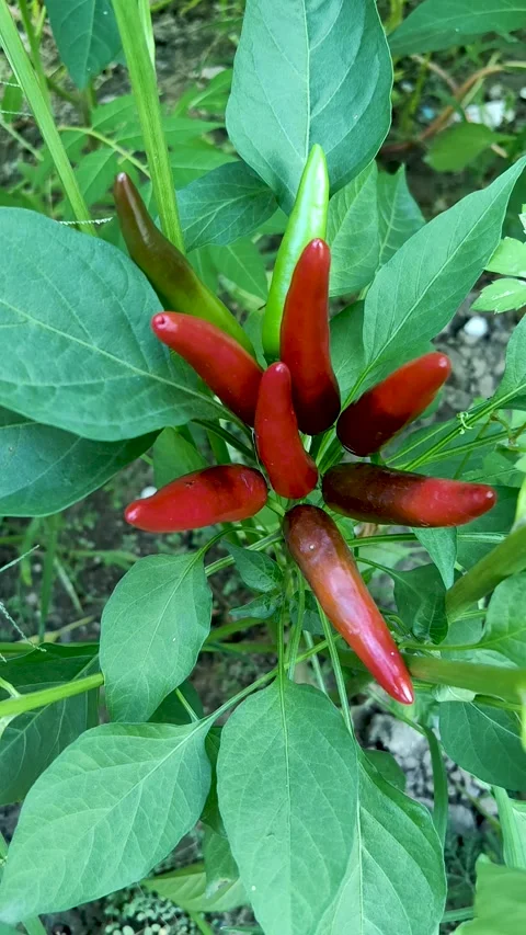 The vigorously growing red pepper Stock Footage 247954253