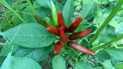 The vigorously growing red pepper Stock Footage 247954368