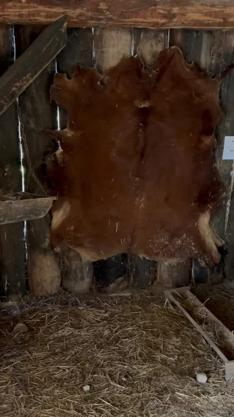 Viking house Stock Footage 248569003