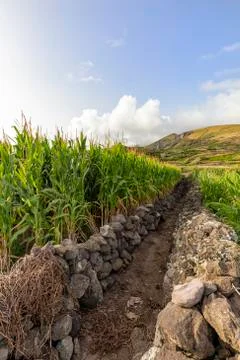 Vila do Corvo Cornfield Stock Photos