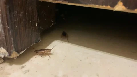 A vile cockroach is running around on the floor. Insects in the trash. Stock Footage 249056229