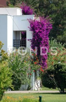 Villa and flowers Stock Photos