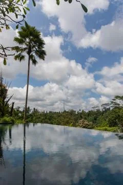 Villa infinity pool with a palm tree and rain forest with blue and clouds in  Stock Photos