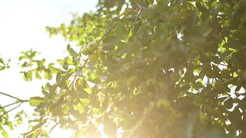 Village. Apple tree Stock Footage 251877120
