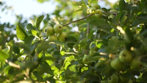 Village. Apple tree Stock Footage 251877204