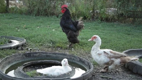 Village birdy yard Stock Footage 79767828