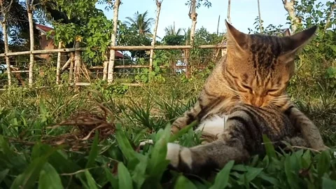 Village Cat Видео 211356479
