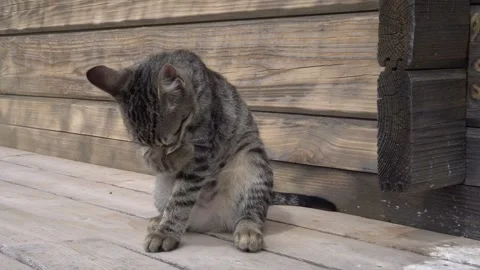 A village cat washes itself outdoors on a summer day. Stock Footage 329475103