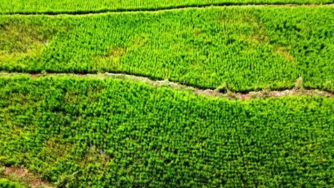 The village of Central Java, like a terraced rice fields ubud Bali Stock Footage 299987408