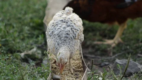 The village chicken eats Stock Footage 79762459