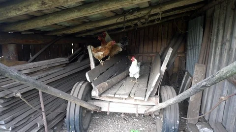 Village chicken Stock Footage 74537239