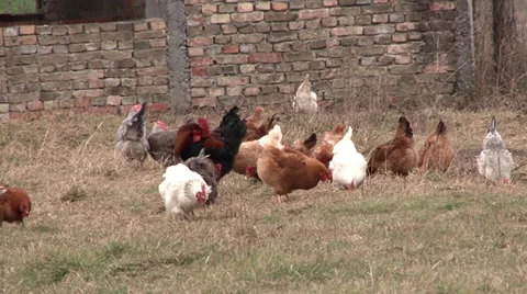 Village chickens Видео 35758706