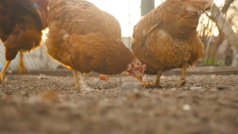 Village chickens in the yard Stock Footage 107744198