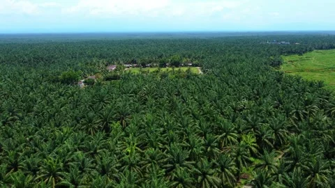 Village Complex within Expansive Palm Oil Plantation Video stock 312081911