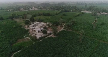 Village of dates trees at layyah Stock Footage 85577043
