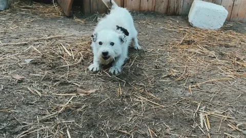 A village dog. Stock Footage 238087944