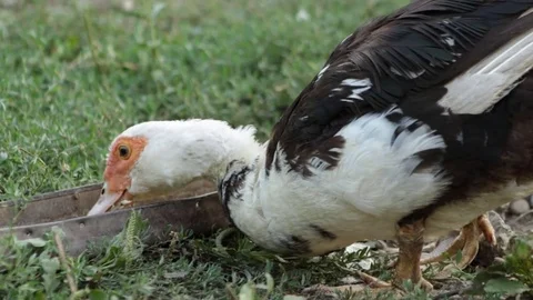 The village duck eats 動画素材 79763258