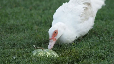 The village duck eats 库存影片 79769722