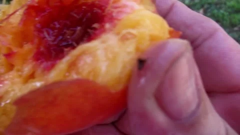 Village farmer eats a fruit peach from his garden. Close up macro shoot. Video stock 139795144