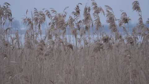 Village Stock Footage 86971114